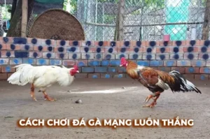 Hướng Dẫn Chơi Đá Gà Sabong Tại OK365 Để Thắng Lớn Hiệu Quả