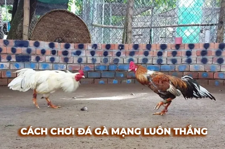 Hướng Dẫn Chơi Đá Gà Sabong Tại OK365 Để Thắng Lớn Hiệu Quả